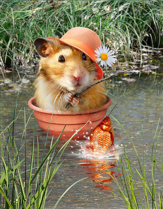Хомяк поймал золотую рыбку 