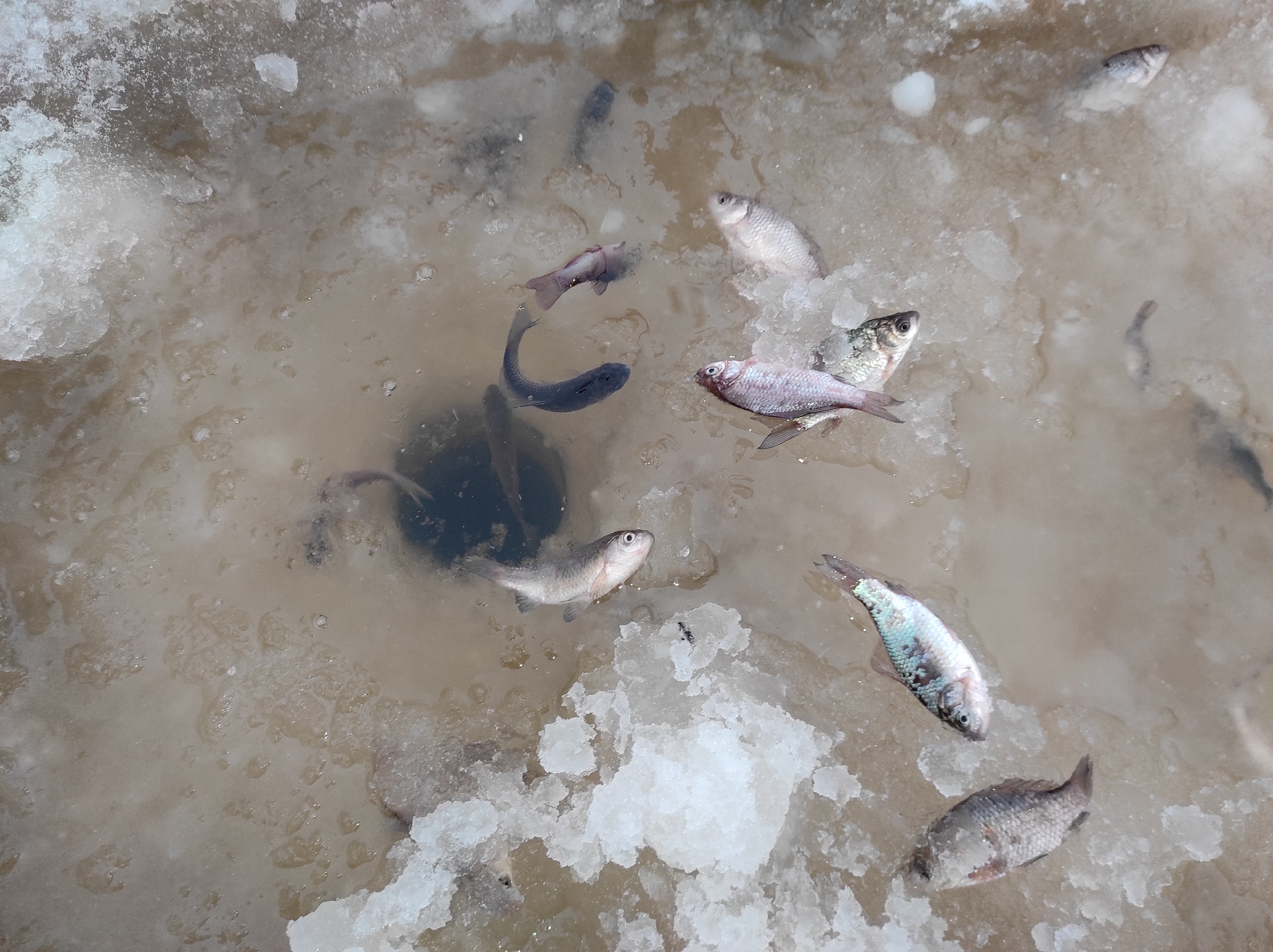 Озерная ловля по последнему льду