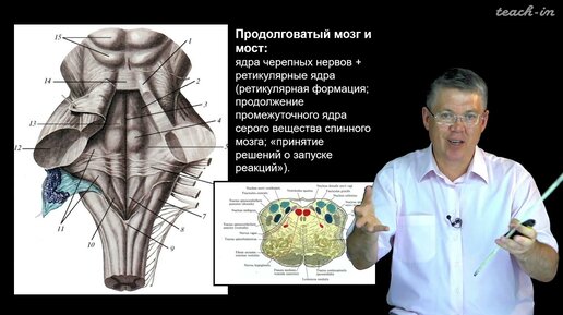 Video herunterladen: Дубынин В. А. - 100 часов школьной биологии - 1.18. Ствол головного мозга