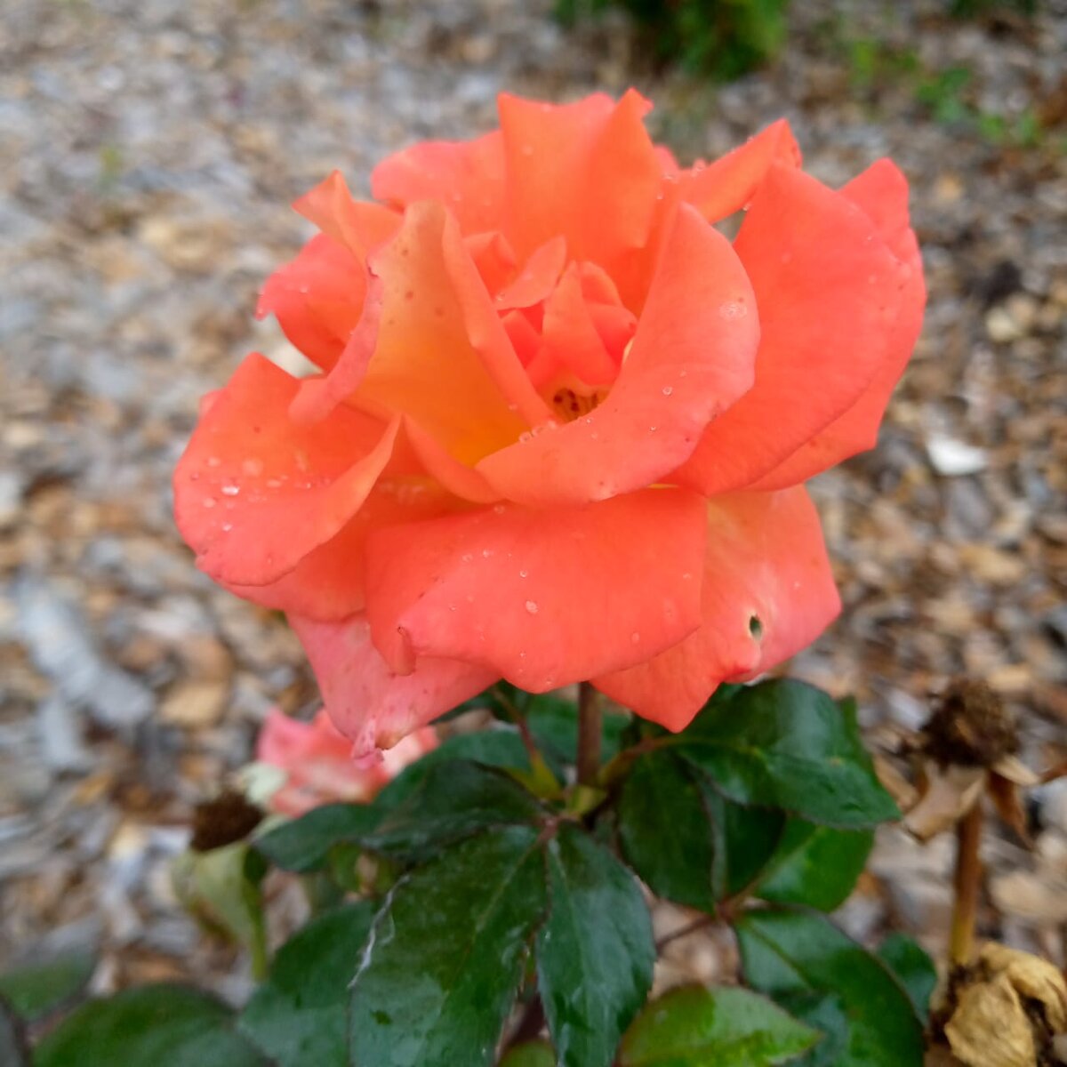 Это мой самый любимый цветок. Дарю его вам.