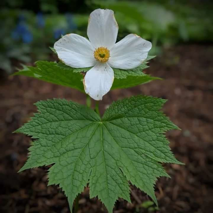 Глауцидиум. Glaucidium palmatum. Глауцидиум пальчатый. Глауцидиум желтый. Дайнанте голубая.