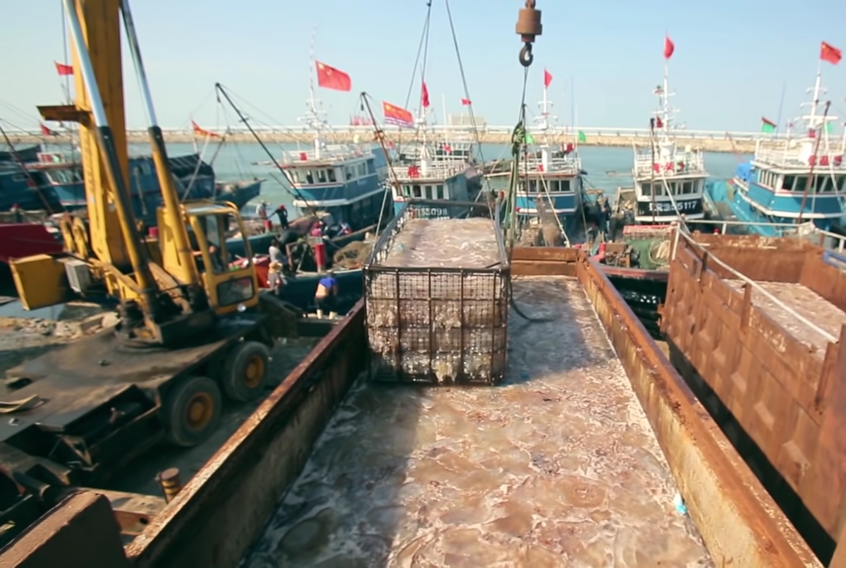 ловля медуз