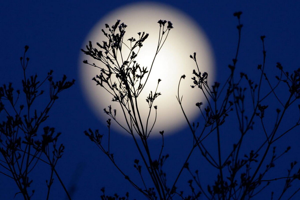 В растениях так мало воды в космическом масштабе, что Луна на них повлиять просто не может. Источник: zemeljka.ru