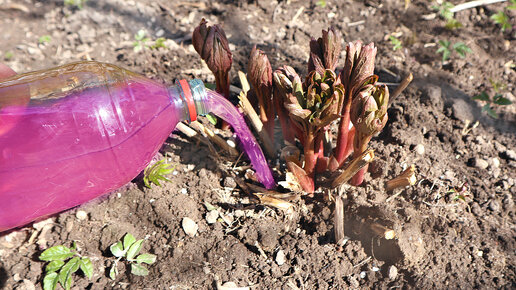 Подкормка для пионов весной после зимы. Чем подкормить растения для ...