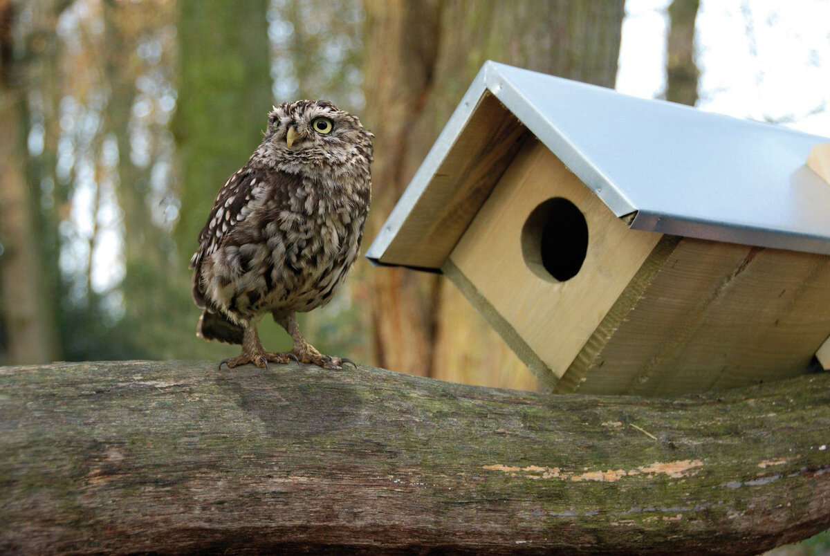 фото: pixelbay.com