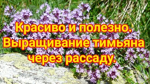 Красиво и полезно. Выращивание тимьяна через рассаду.