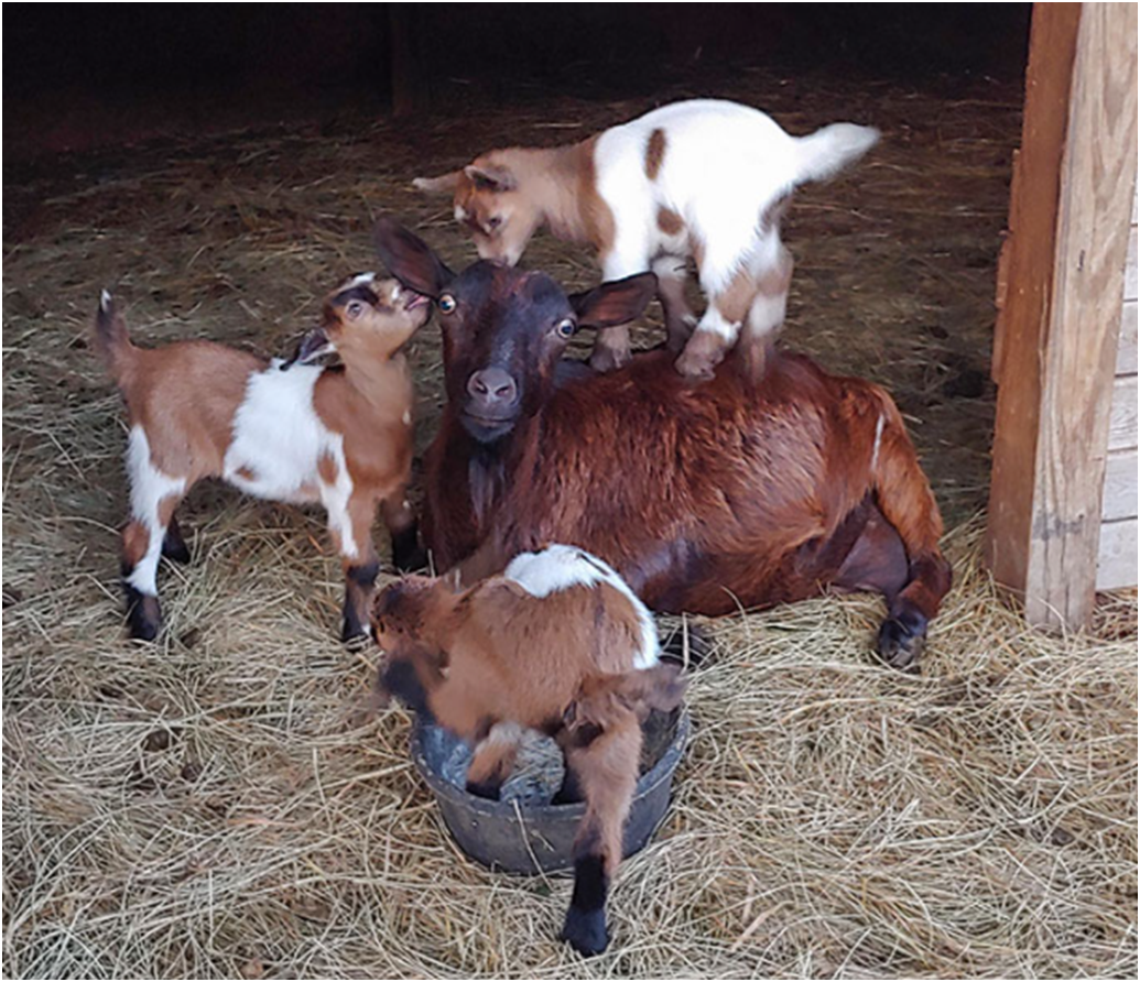 Так много позитива в животных. Только не кошки. Будни животных. Sobaka группа. Будни животных.
