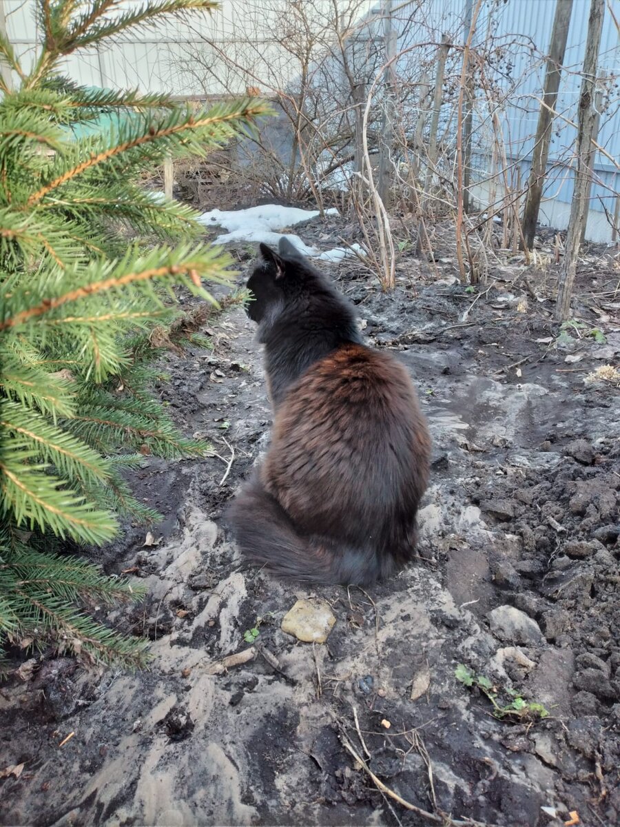 Порода Сибирских черных котов | Дачная жизнь / Домашние рецепты | Дзен