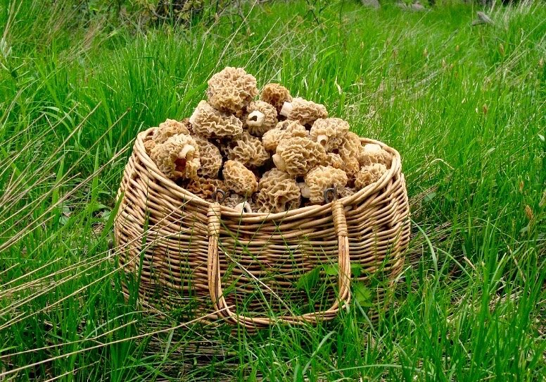 Корзина со сморчками.