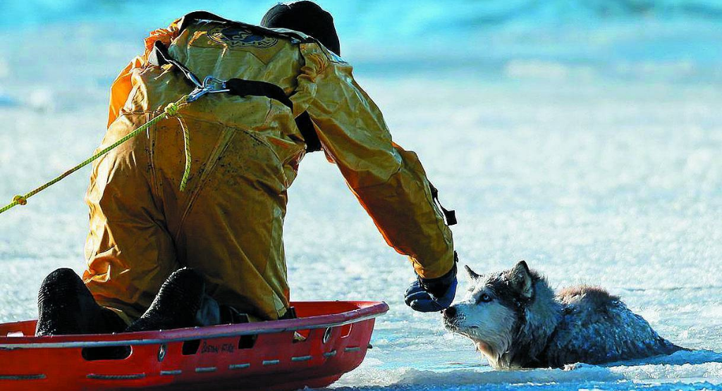 Яндекс картинки