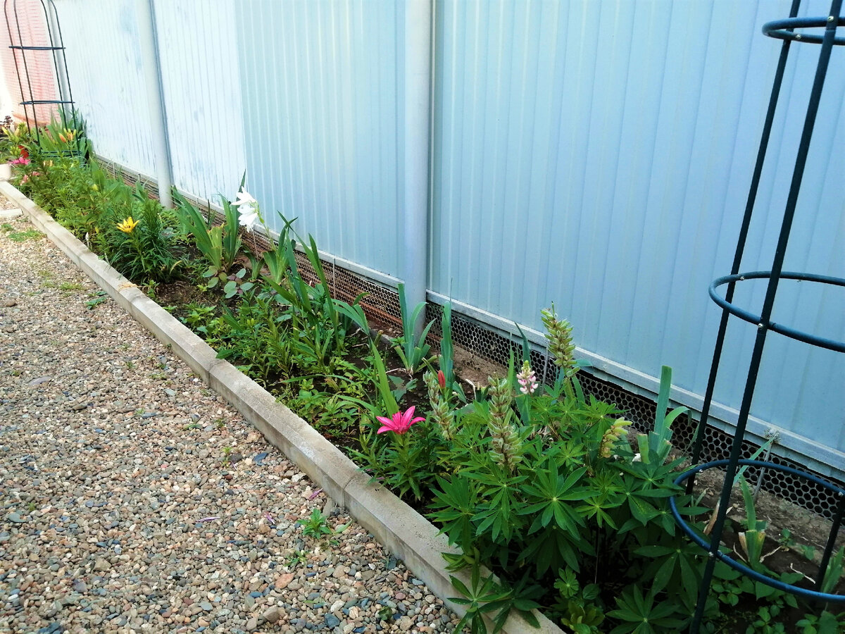 Общий вид клумбы на переднем дворе.
Здесь живут: у забора ирисы, на переднем плане лилии, в середине клещевины, бальзамины, по краям обелиски для ипомей, у арки на переднем плане отцветший люпин, сейчас зреют семена.