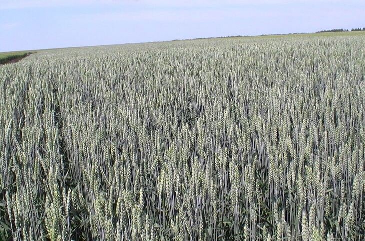    Свыше 50 млн тонн зерна на экваторе уборочной кампании 2022 в России