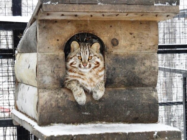 Амурский кот. Из свободного источника.