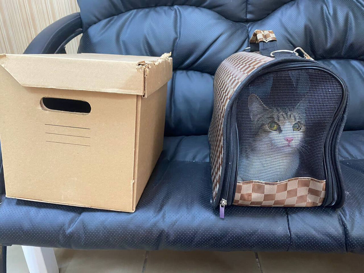 первые минуты кото-семьи в приюте