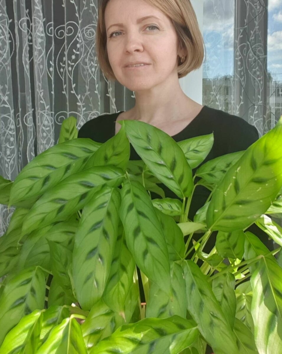 Калатея Леопардина 