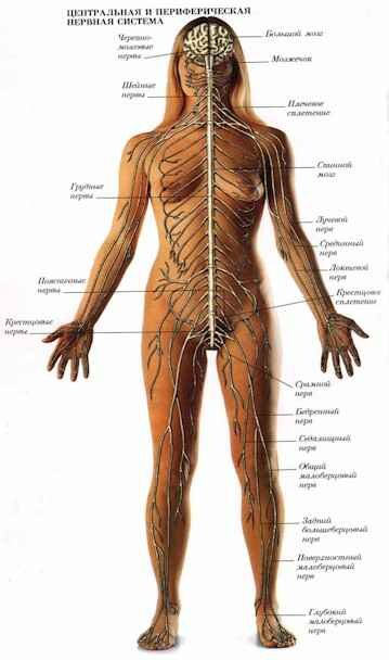 Карта нервов человеческого тела