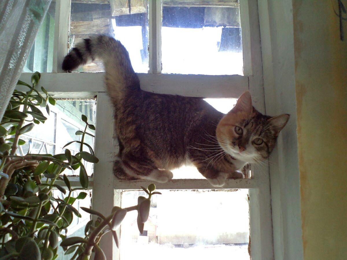 Кошка Бася