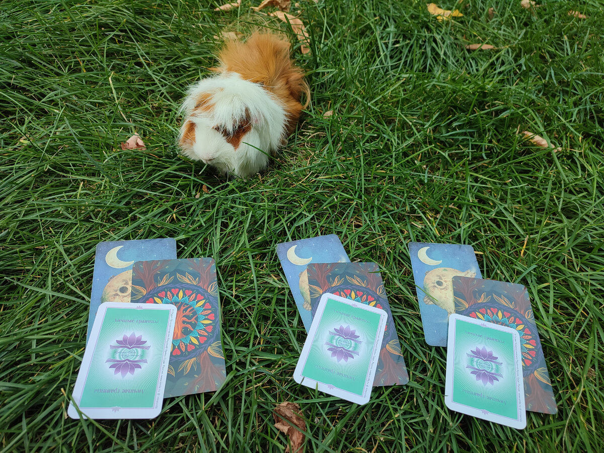 Расклад на тему Как вам лучше провести эту осень. Перед вами три варианта, выбирайте, пожалуйста, свой