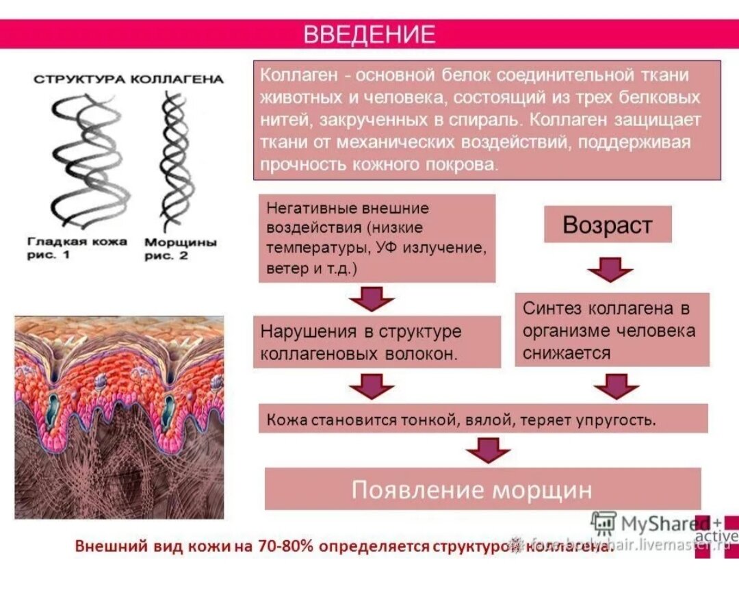 Введение коллаген