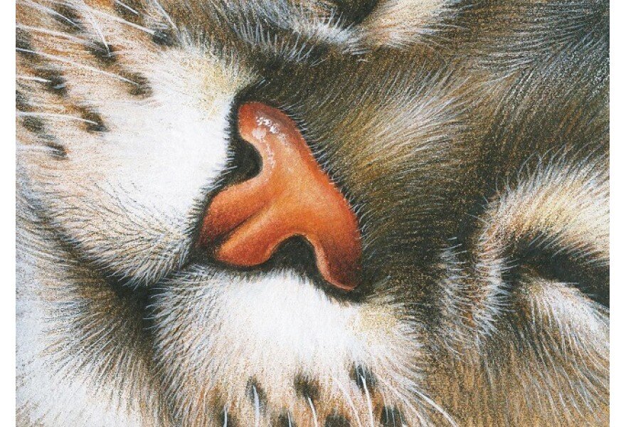 ����������� �����