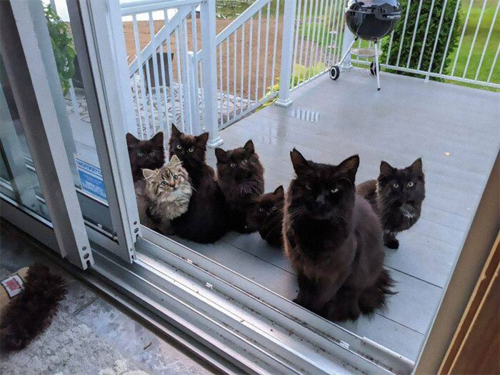   Chatons Orphelins Montréal