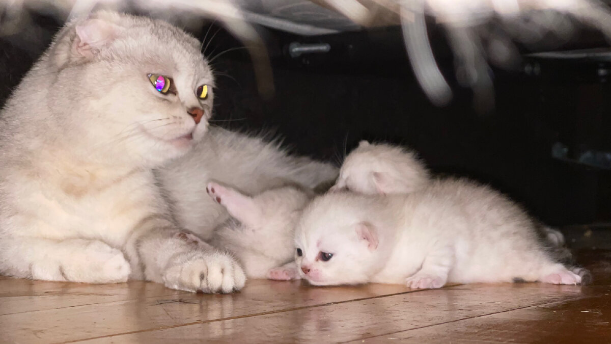 Тиффани с котятами в новом укрытии