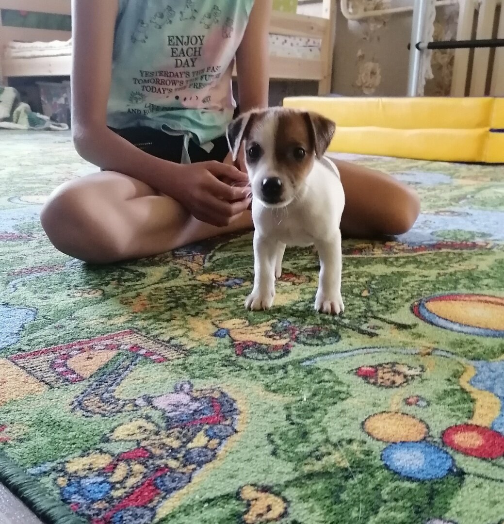 Вот такой маленький щенок к нам приехал.