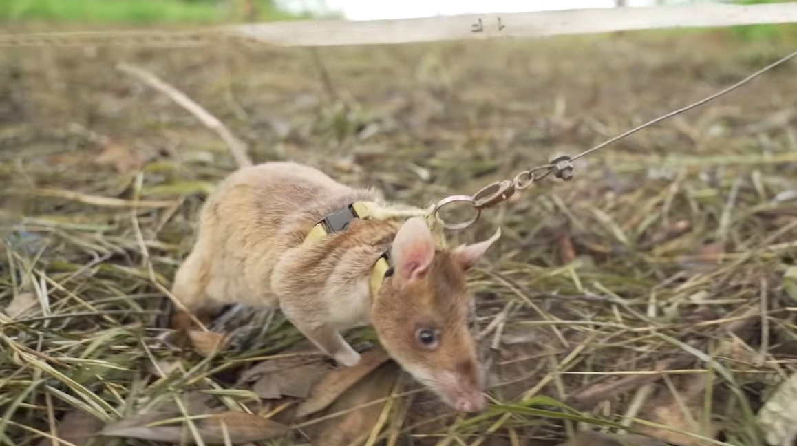 Фото крысы ксюши из дабл бабл. Ну ты крыса. Астрология. Крыса 2022. Крыса 2022.