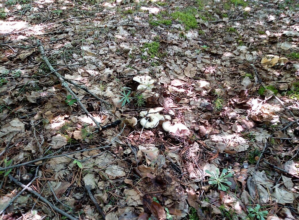 В грибах вся поляна