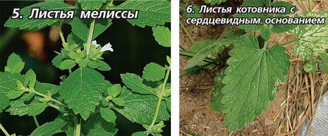 Тут можно сравнить листья. У котовника "зубцы" больше закруглены, а лист вытянут. Фото взято с сайта https://kartoska.ru/