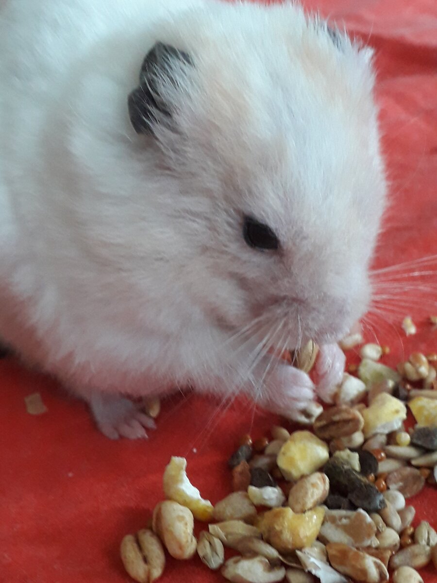 Хомп