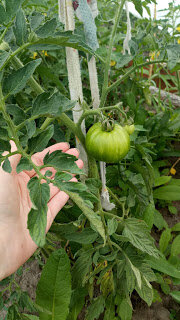 Томат "Толстый боцман"Подходит для пленочных теплиц и открытого грунта. Плоды крупные по 140-180 г. Отличные вкусовые качества, сладкие, почти без кислинки. Можно использовать в свежем виде и заготовках. Как на мой вкус, всё же лучше съесть эти томаты свежими.
