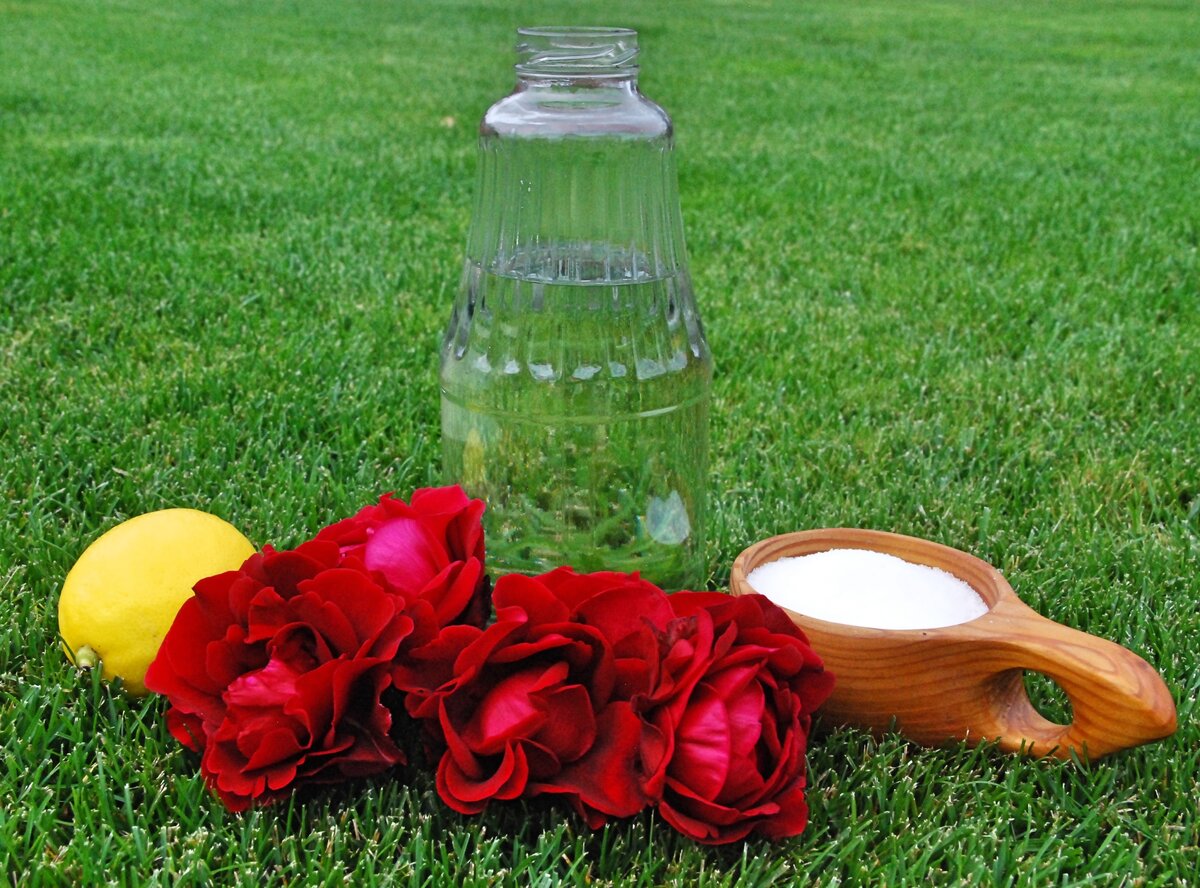 Ингредиенты для компота из роз