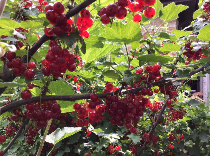 Урожай на славу! :)