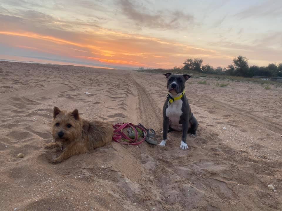 Норвич Соня и амстафф Винни