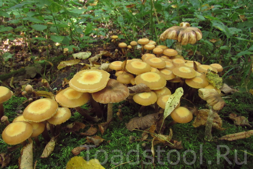 Свежие летние опята, усиленные переростками-осенними, отражают странности этого сезона (фото И.Лебединского)