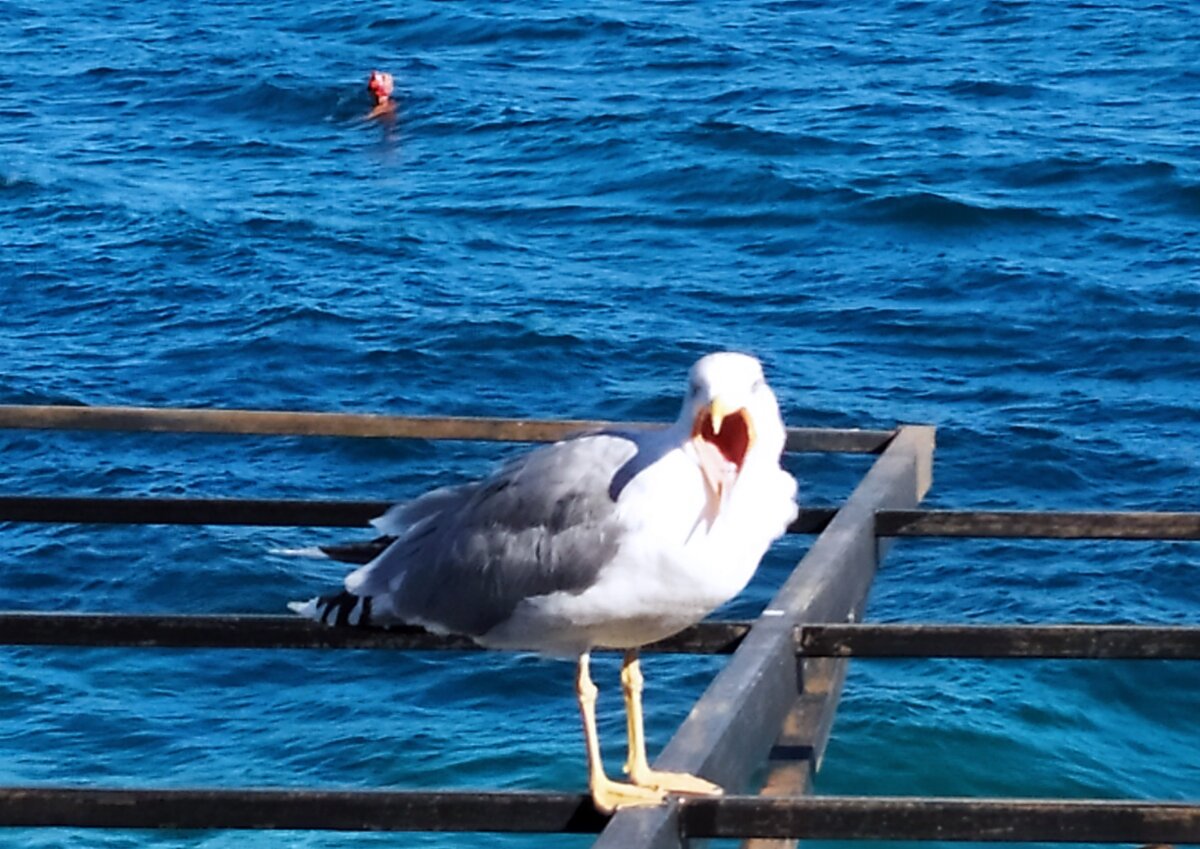 Крым. Ялта. Черное море. Чайке жарко. Фото автора.