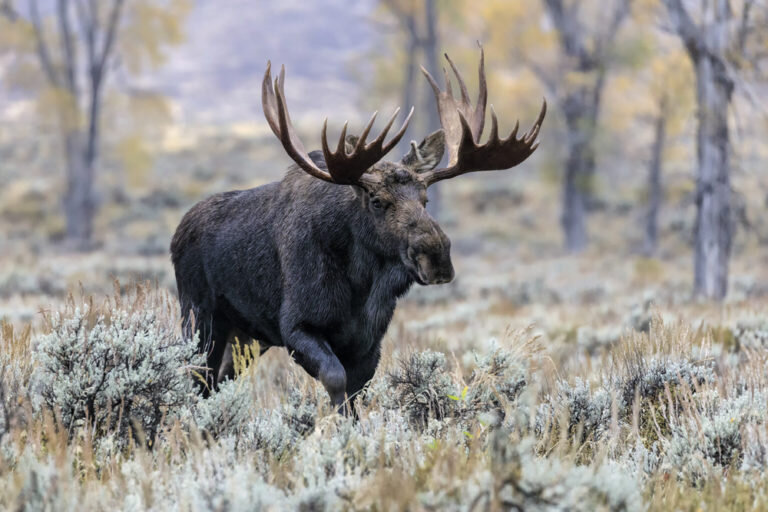 Гон лося звуки. Европейский Лось alces alces. Лось Дальневосточный. Животные Лось.