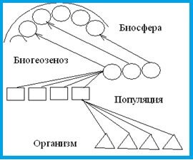 Круговорот веществ в природе