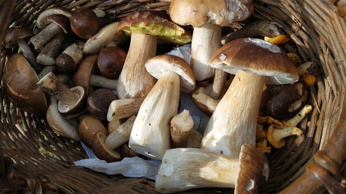 Одним сентябрьским днем на Псковщине