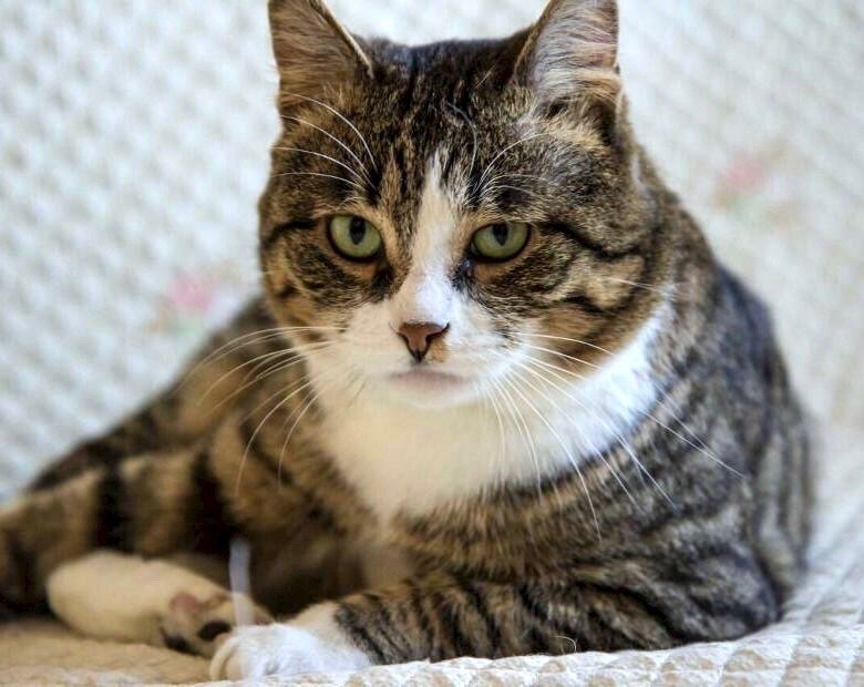 Вот этот точно похож на Бориса. https://cache3.youla.io/files/images/780_780/58/c6/58c6028dcd3022b46607bf1c.jpg