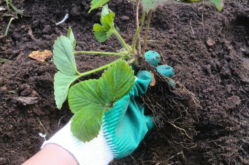 Посадка саженца клубники.