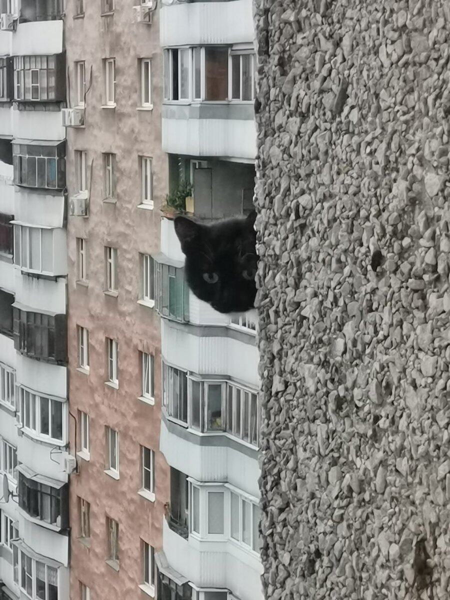 Чёрный кот - это совсем не страшно по сравнению с некоторыми людьми))) 