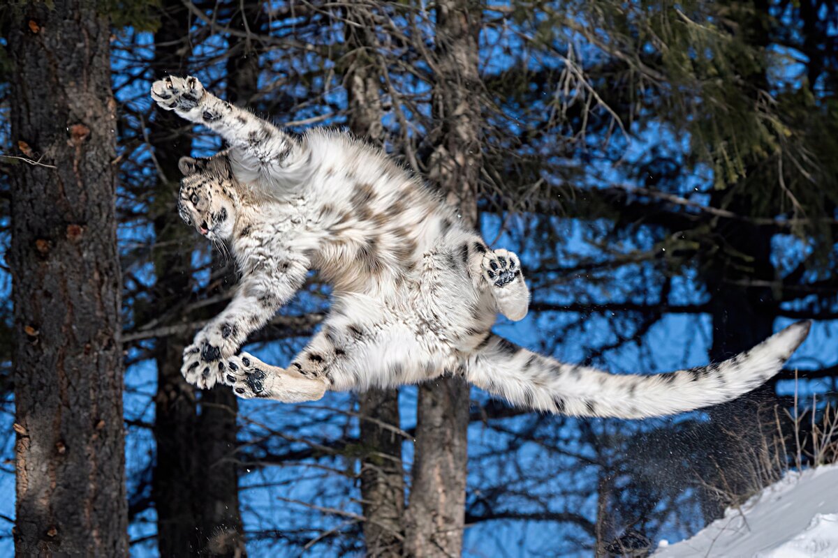 А ещё совершать головокружительные прыжки.