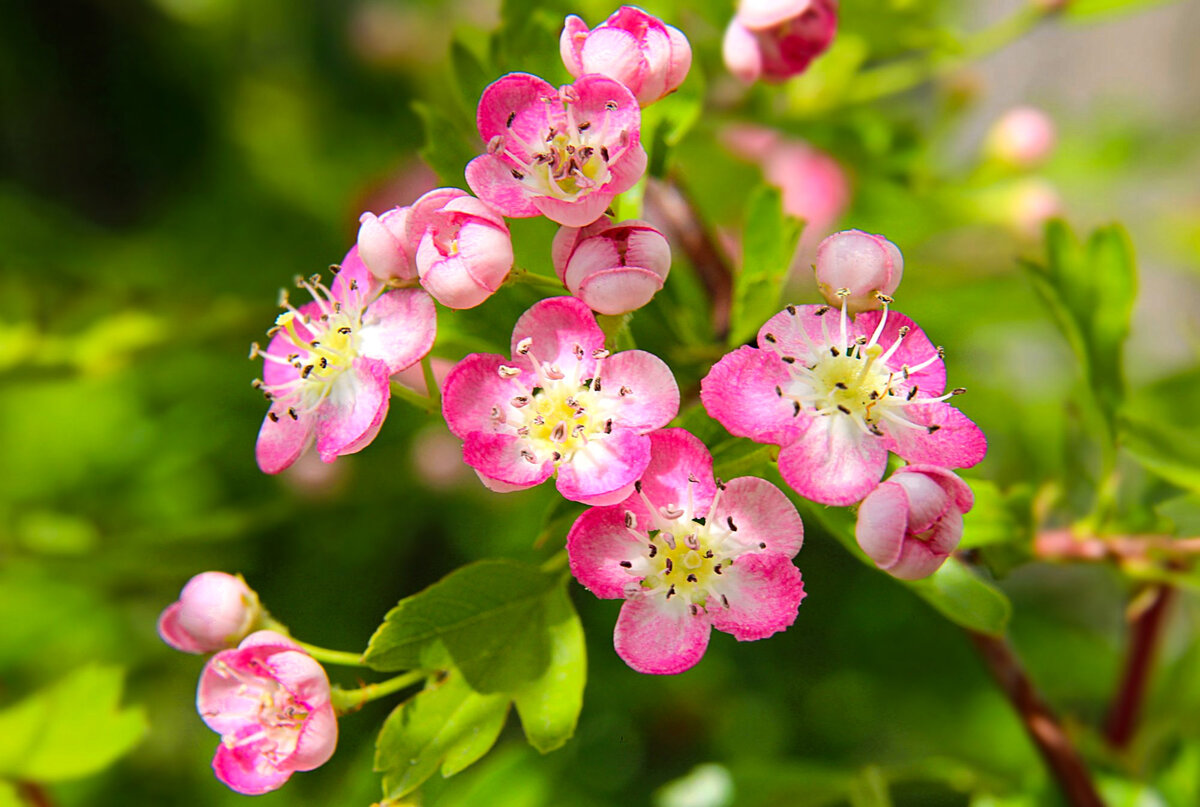 Rosaceae Р РѕР·РѕС†РІРµС‚РЅС‹Рµ