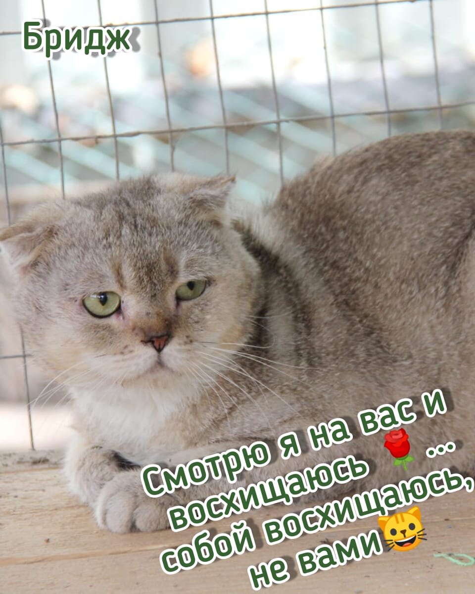 На самом деле Бридж- стеснительный застенчивый мальчик.  Любит вкусно поесть и не заметно, подремывая наблюдать за происходящим вокруг.