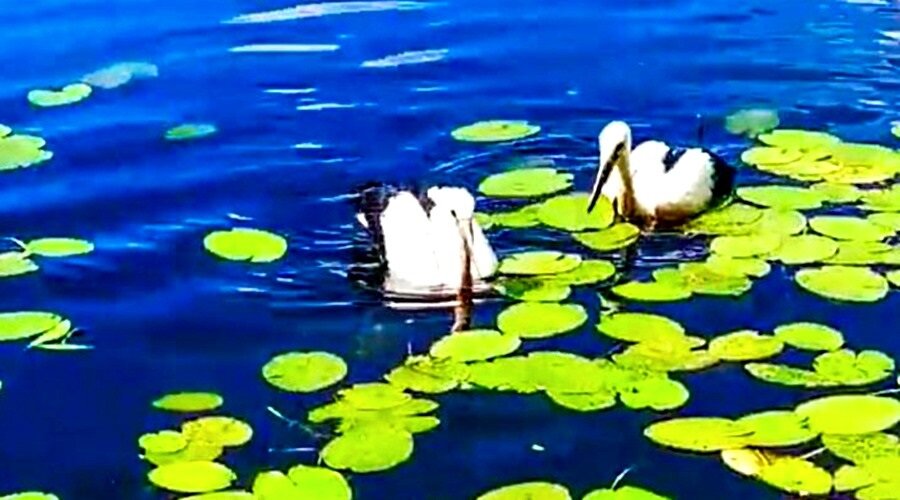 Плавающие аисты...