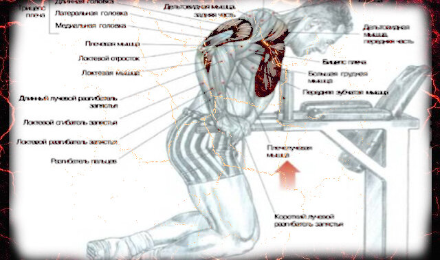 Отжимания на брусьях. Схема взята из книги Ф. Дэлавье "Анатомия силовых упражнений.
