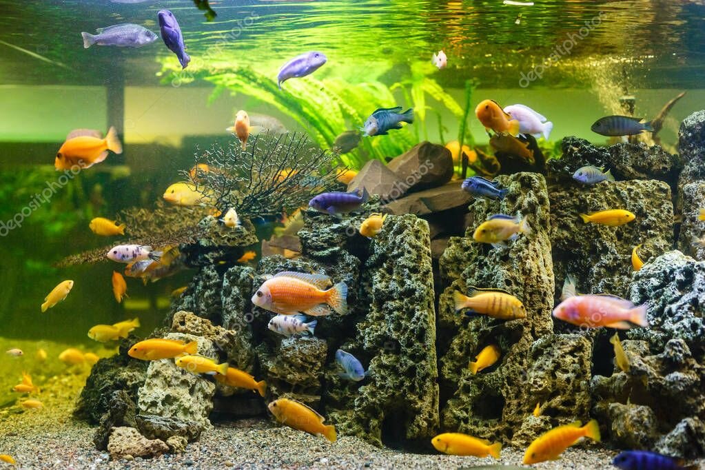 Цихлиды разноцветные.