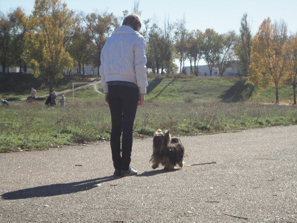 Станислава и её йоркширский терьер - Оскар. Подзыв.